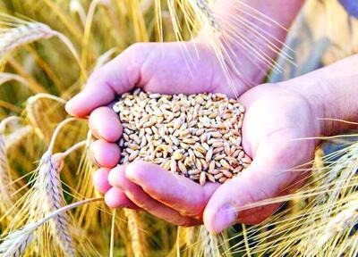 قیمت ۲۰ هزار و ۵۰۰ تومانی خرید تضمینی گندم، جوابگو نیست