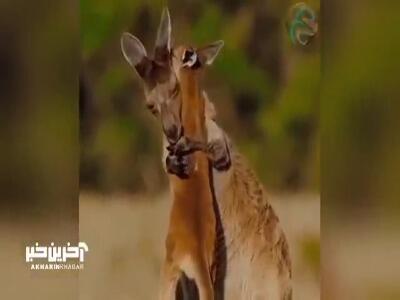لحظه زیبای در آغوش گرفتن یک مادر کانگورو و بچه‌اش