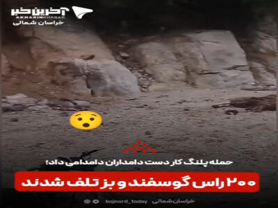 حمله پلنگ کار دست دامداران دامدامی داد؛ ۲۰۰ راس گوسفند و بز تلف شدند