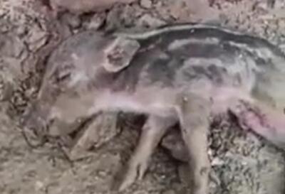 بازگشت توله‌گرازهای تازه متولدشده در سردشت به دامن مادرشان