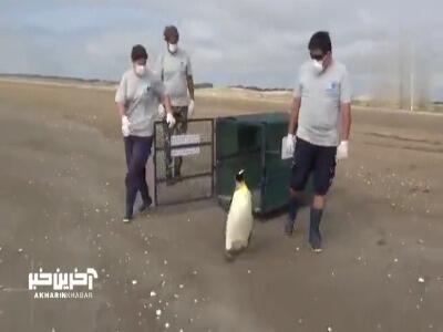 نجات شاه‌پنگوئن زخمی از مرگ و آزادسازی در اقیانوس