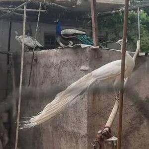 کشف طاووس‌های قاچاق از منزل مسکونی در شیراز
