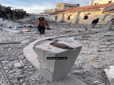 اسرائیل حتی پرندگان را در غزه می‌کشد