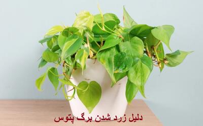 دلیل زرد شدن برگ پتوس در آب یا بعد از تعویض گلدان و زرد شدن آن در زمستان چیست؟