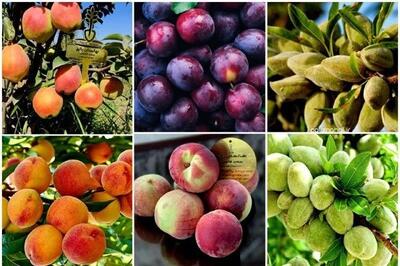 خرید نهال از قطب نهال ایران با قیمت شگفت انگیز ۲۸هزارتومان + با چک معتبر ۵ماهه