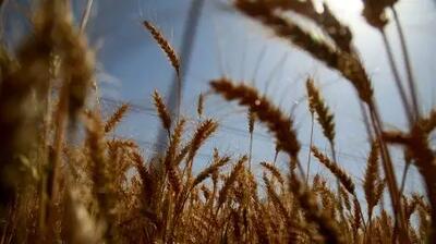 زمان جدید تعیین قیمت خرید تضمینی گندم مشخص شد!