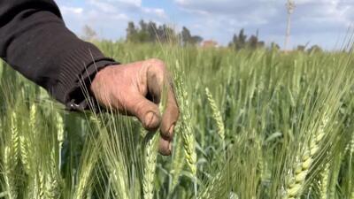 قیمت خرید تضمینی گندم افزایش می‌یابد؟