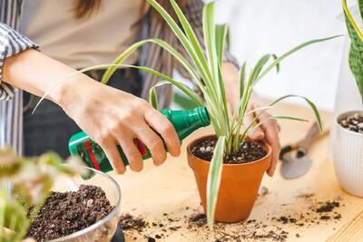 ۴ روش کاربردی برای جذب بشتر آهن در گیاهان