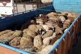 توقیف کامیون حامل 110 گوسفند قاچاق به ارزش بیش از 16 میلیارد ریال