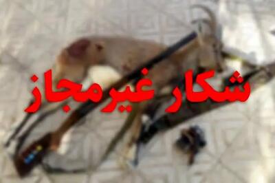 دستگیری شکارچی متخلف در بندر لنگه