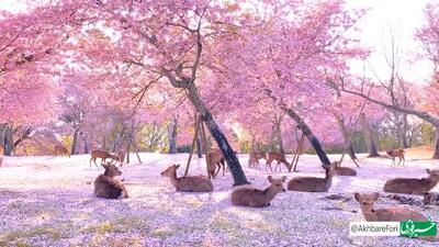 گله‌ای از گوزن‌ها در حال استراحت، زیر سایه‌ شکوفه‌های گیلاس در پارک نارا، ژاپن