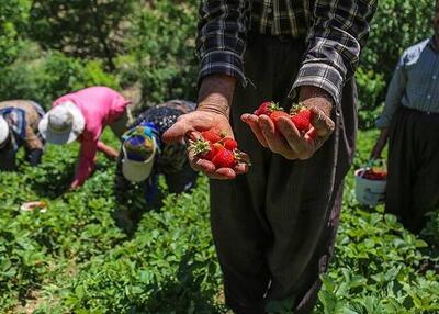 فیلم/ آغاز برداشت توت فرنگی در مازندران