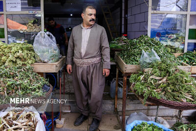 بهار و رونق بازار گیاهان خوراکی کردستان