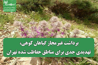 برداشت غیرمجاز گیاهان کوهی، تهدیدی جدی برای مناطق حفاظت شده تهران