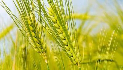تغییر قیمت خرید تضمینی گندم  برای سال زراعی ۱۴۰۴-۱۴۰۵