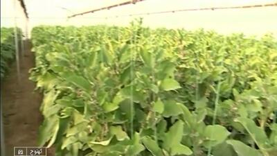 بانوی روستایی کارآفرینی کهنوجی + فیلم