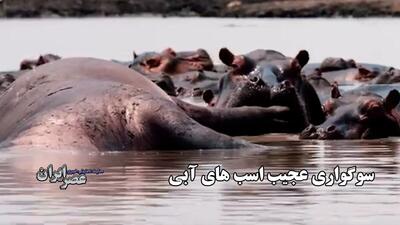 مراسم سوگواری نادر اسب‌های آبی در کنار کانال آبی