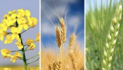 خرید تضمینی 4 محصول کشاورزی در گلستان