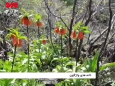 جلوه تماشایی لاله‌های واژگون در طبیعت ایلام