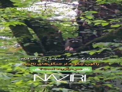 فیلمی جنجالی از مشاهده راکون آمریکایی در جنگل‌های تالش!