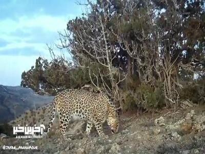 پلنگ مغرور زیبای ایرانی در جنگلهای هیرکانی