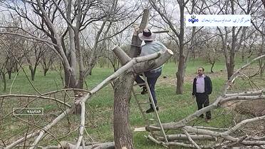 ۳۰ هکتار از باغات خدابنده اصلاح شد