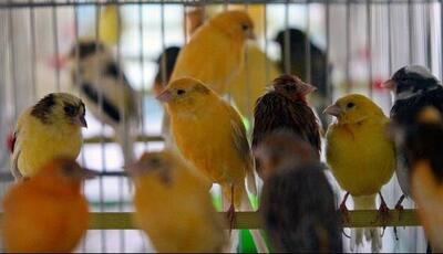 سفر قاچاقی ۲۰۰ پرنده وحشی با اتوبوس