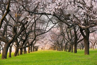 زیبایی‌های بهار در آذربایجان‌ غربی