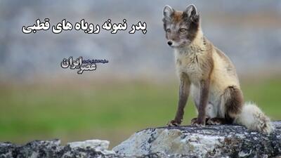 پدر نمونه در حیات وحش / روباه های قطبی ، پدری که خسته نمی‌شود (فیلم)