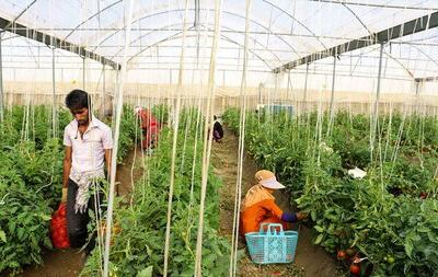 خارجی ها مشتریان محصولات گلخانه ای هرمزگان