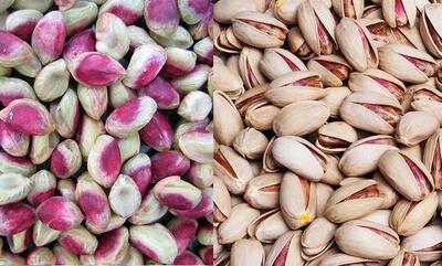 همکاری ایران و فائو برای ارتقای سلامت و تجارت پسته - اکونیوز