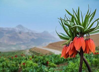 لاله های واژگون ،جلوه تماشایی درفصل زیبای بهار - اکونیوز