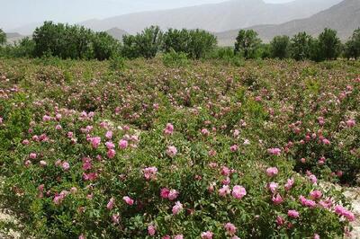 گلاب گیری در قمصر تهران | ساخت  نخستین باغ گل محمدی تهران در بوستان ایرانیان