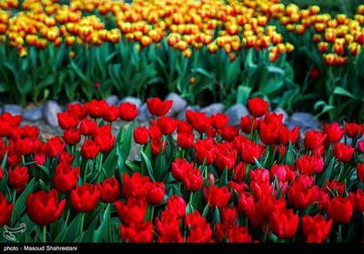 به یاد مادرانتان لاله بکارید+ جزئیات پویش