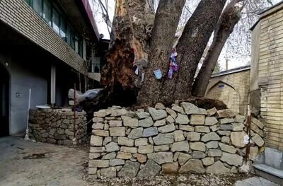 پیشرفت ۷۰ درصدی عملیات حفاظت از چنارهای کهنسال مسجد جامع برغان