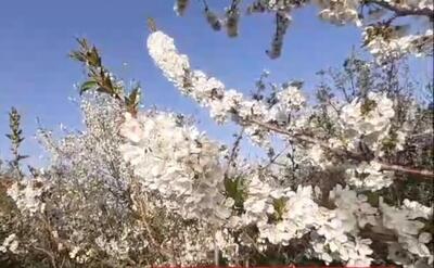 شکوفه و نوبرانه‌های بهاری باغات میوه روستای کهک دلیجان