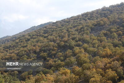 طبیعت بی نظیر دره ارغوان شهر ایلام