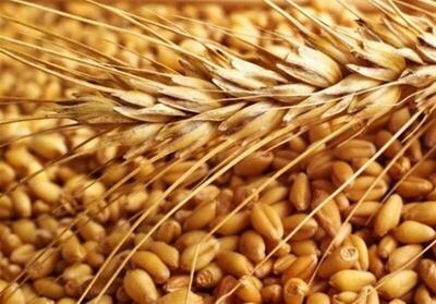 تولید بذرهای سازگار با خشکی، سرما و ریزش در استان مرکزی