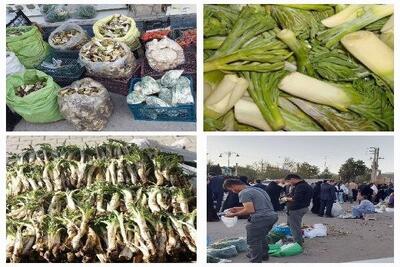 خطر انقراض گیاهان کوهی در کهگیلویه؛ تیشه به ریشه طبیعت!