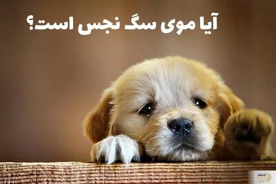احکام شرعی چسبیدن موی سگ روی لباس نمازگزار