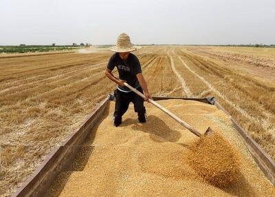 ذخیره گندم و کالاهای اساسی استان مرکزی مازاد بر نیاز است