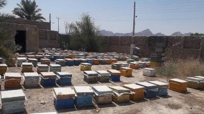 مصرف سموم غیرمجاز کشاورزی صنعت زنبورداری را تهدید می‌کند