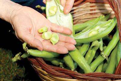 مثل آب خوردن باقالی ها را پوست بگیرید+ فیلم - آینه فردا