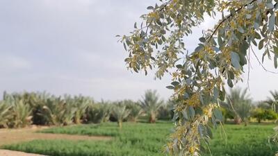 رقص شکوفه‌های طلایی سنجدها در خوروبیابانک