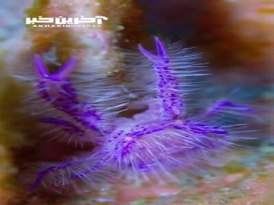 تصاویری جالب از خرچنگ صخره ای مودار