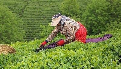 چای‌کاران گیلانی امیدوار به خروج از سایه واردات چای