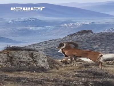 تصاویری زیبا از قوچ اوریال در پارک ملی گلستان