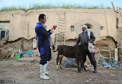 ۱۶ هزار راس دام در مناطق مرزی کردستان واکسینه شد