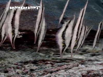  اره ماهی های Sawfish ساکن در آب های گرم اقیانوس ها