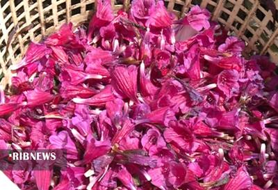 عکس/ آغاز برداشت گل گاوزبان در گیلان